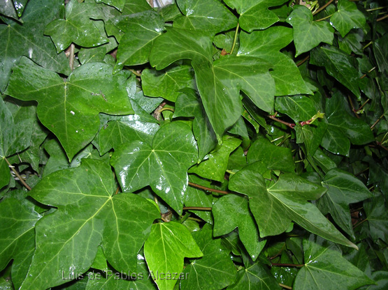 عشقه , دار دوست , English Ivy
